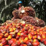 Mengapa Perusahaan Sawit Indonesia Berkembang Pesat
